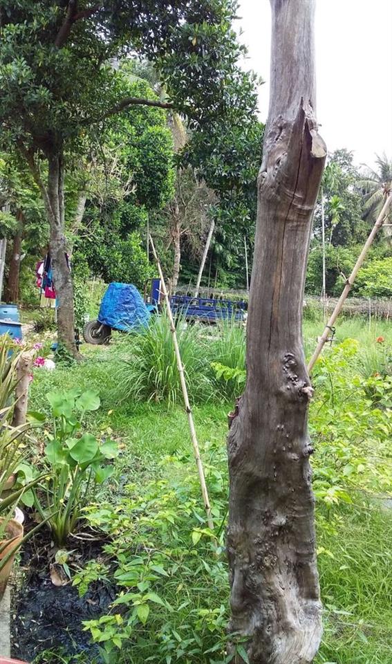 cần bán đất gắp