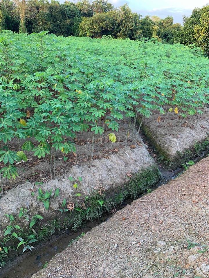 Bán 635m2 đất thuộc Phường Tân An cũ, TP Hồ Chí Minh