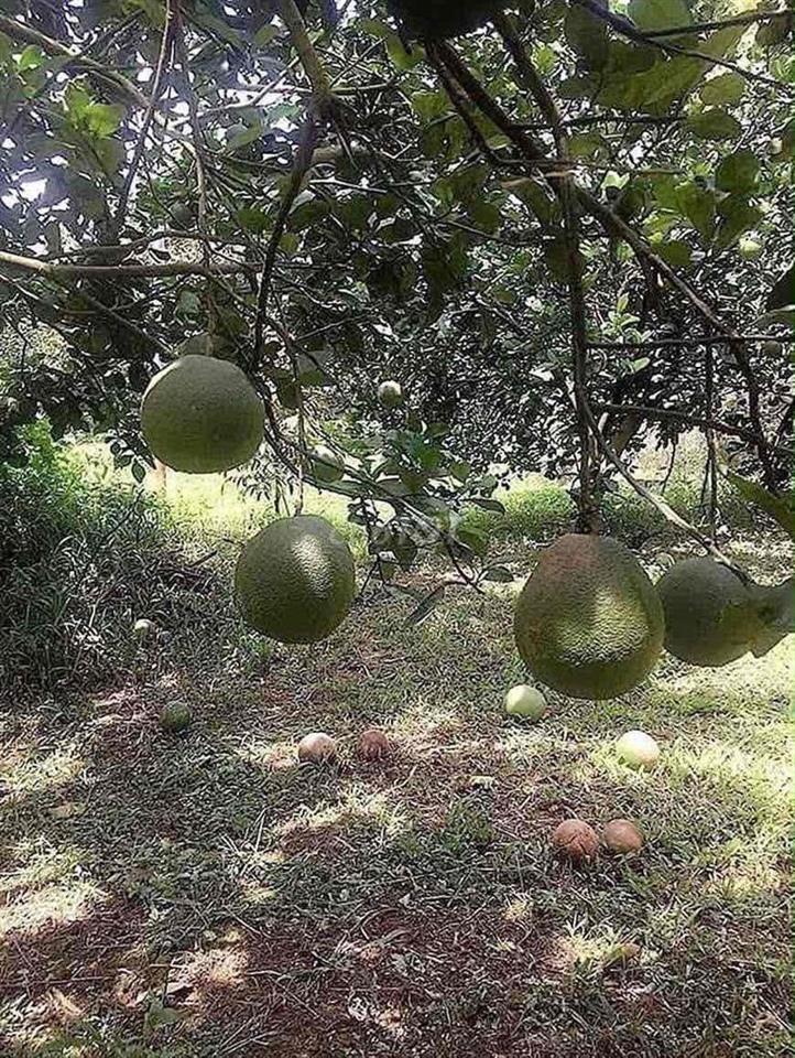 Bán gấp miếng đất giá rẻ