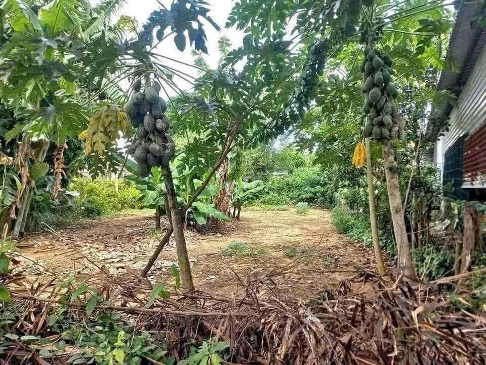 đất vườn có thổ cư