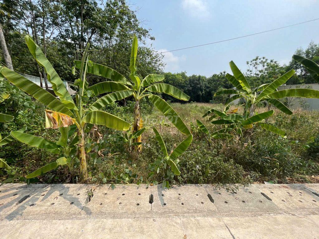 CHÍNH CHỦ BÁN ĐẤT TÂN THÀNH 56 (708.5m² – NGANG 12M – ĐẤT RỘNG ĐẸP)