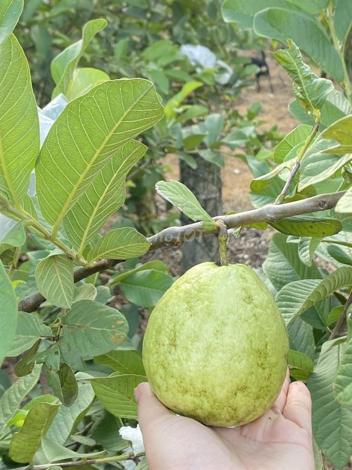 9 sào 7ty990tr TL, Mặt tiền nhựa, có nhà, Bảo Vinh, Đồng Nai