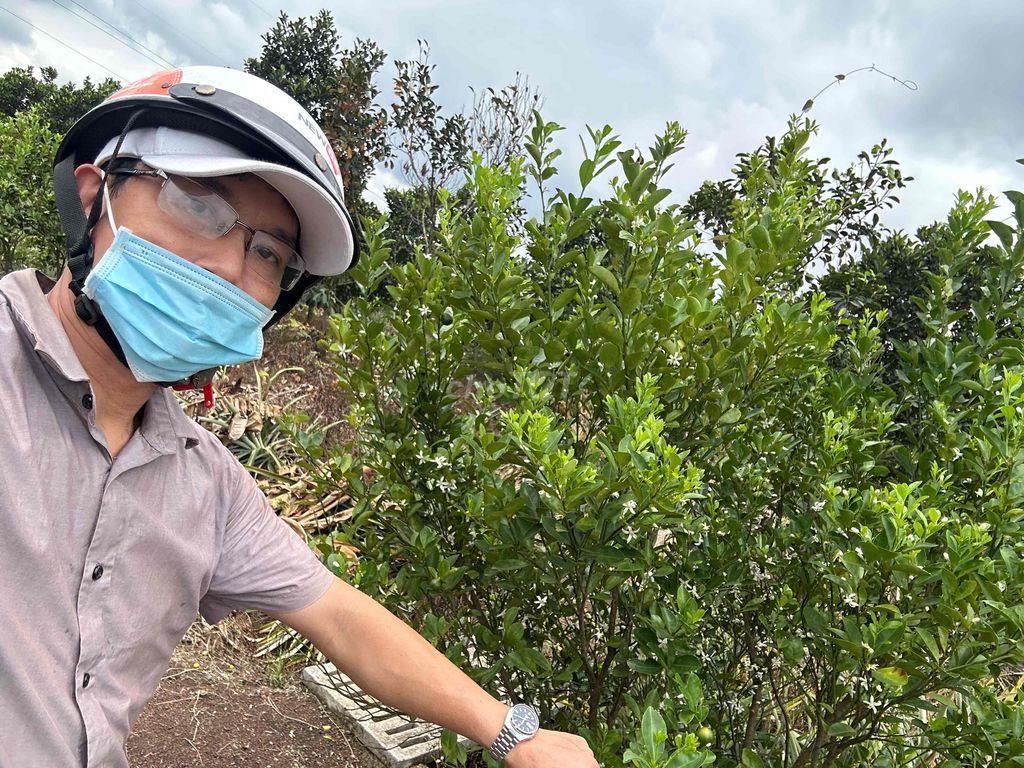 Đất vườn cây ăn trái rất đẹp