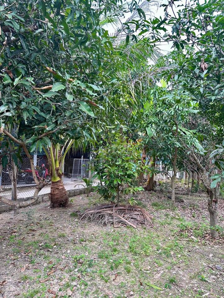 Đất Quang Thạnh 110,5m², ngang 6m, gần đường mở rộng 20m – Giá 1,15 tỷ