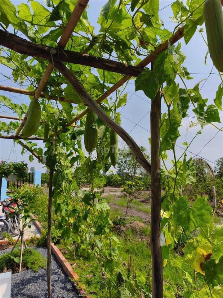 chỉ 490tr sở hữu mô hình vườn 540m2 đất view kênh