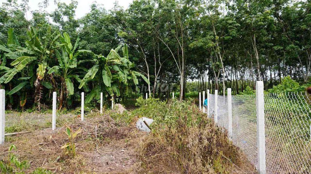 🏡 ĐẤT THỔ CƯ 7x57 (200m thổ cư)– SHR – Ô TÔ TỚI ĐẤT –CHÂU THÀNH, TÂY N