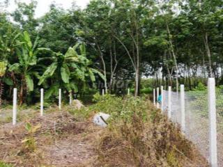 🏡 ĐẤT THỔ CƯ 7x57 (200m thổ cư)– SHR – Ô TÔ TỚI ĐẤT –CHÂU THÀNH, TÂY N