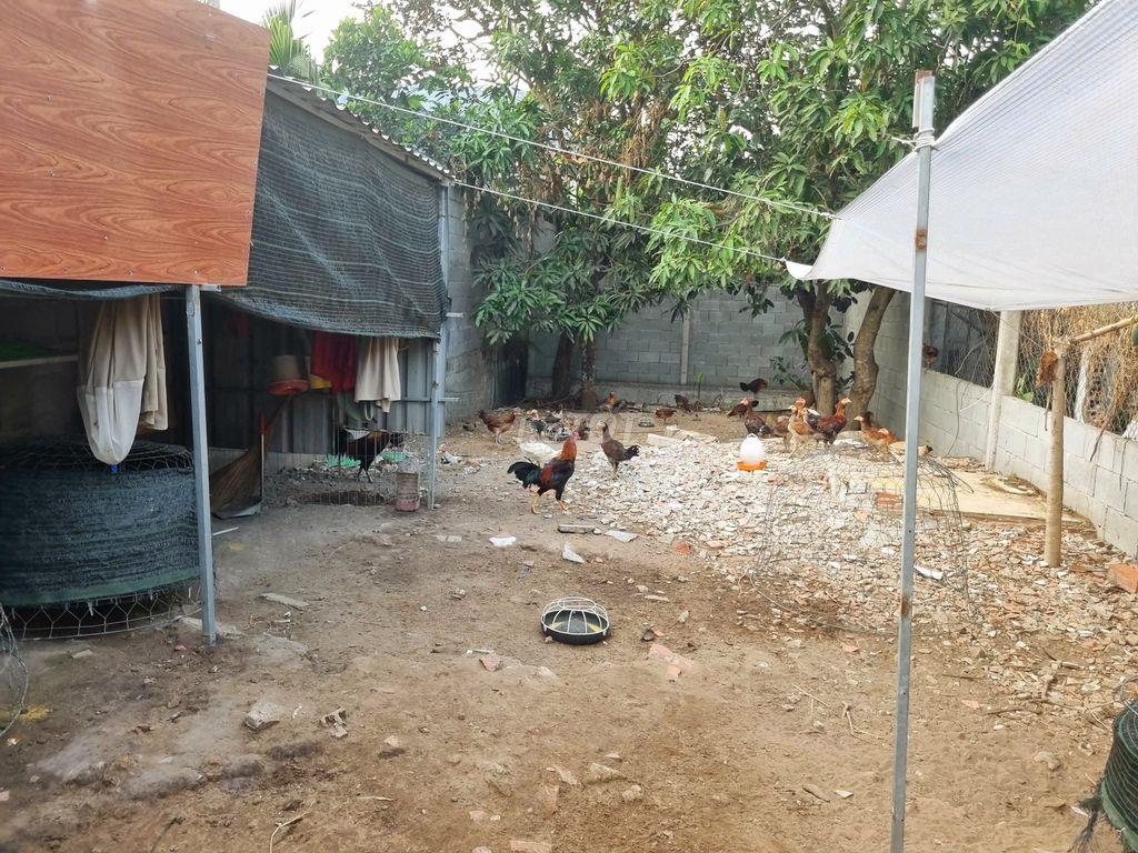 BÁN NHÀ CHÍNH CHỦ MTKD ĐƯỜNG MỸ HẠNH, DT 6x42M, SHR, 242M2 Full thổ