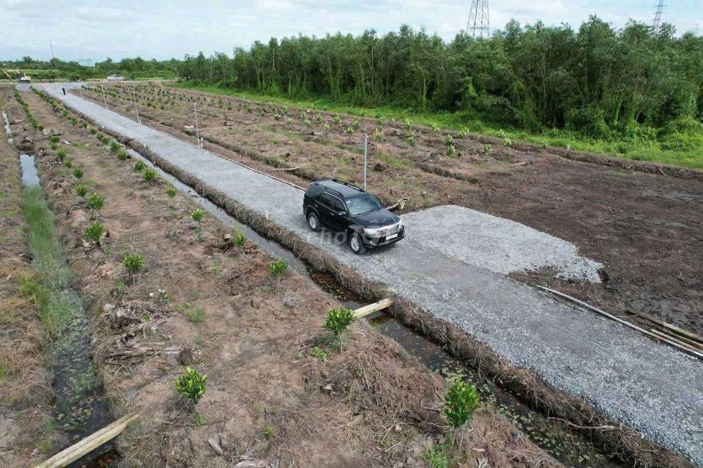 Đất 500 m có khoảng 40 gốc mít ruột đỏ