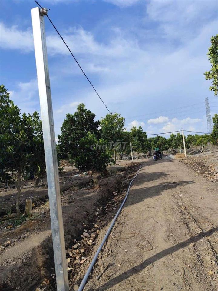 Đất 500 m có khoảng 40 gốc mít ruột đỏ
