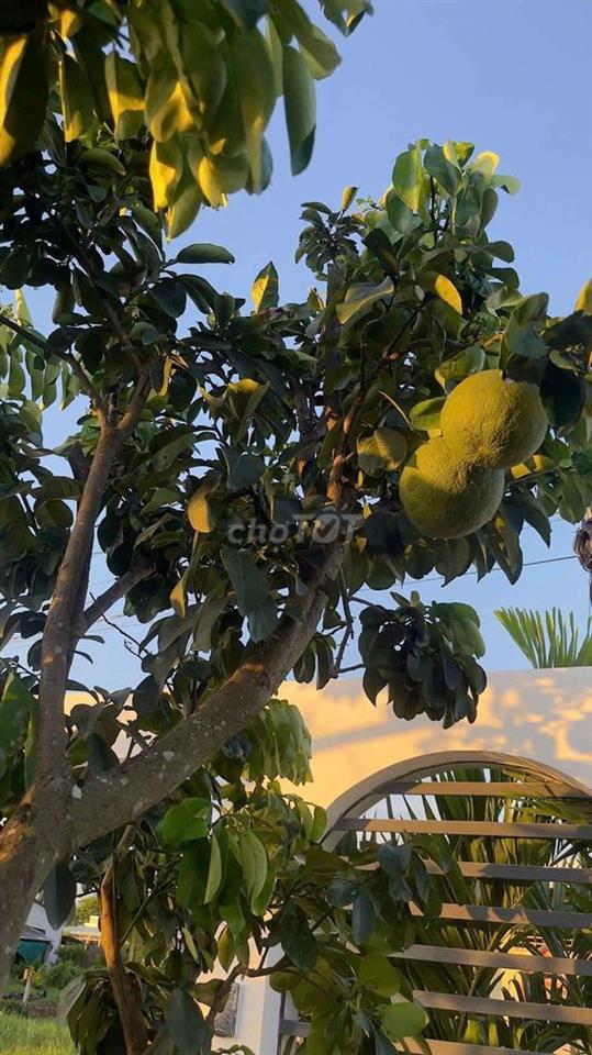 nhà vườn  sổ hồng riêng