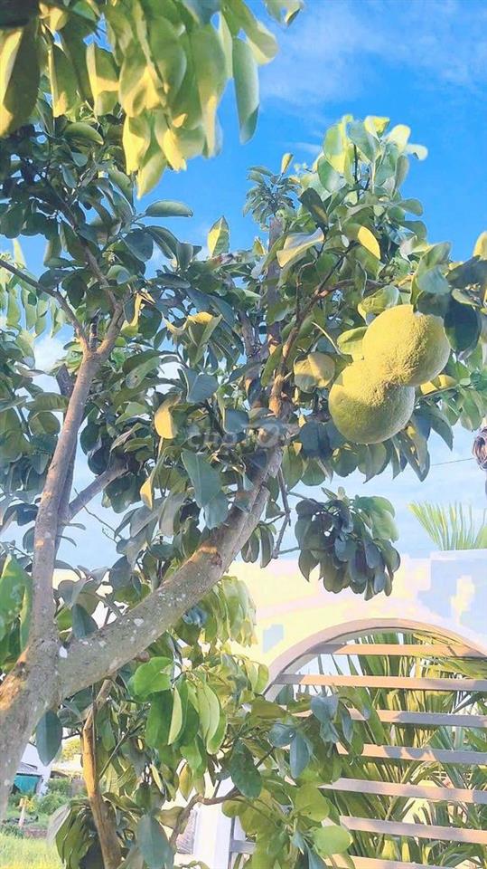 Hàng ngộp, chỉ 999tr sở hữu nhà vườn đường nhựa Nguyễn Văn Mỹ
