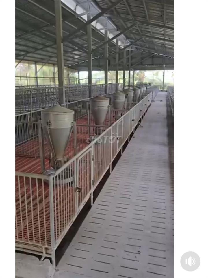 (Sang nhượng) Trang trại nuôi heo
