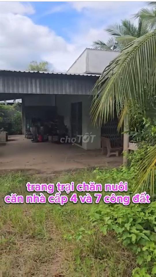 (Sang nhượng) Trang trại nuôi heo