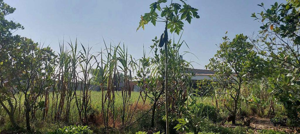 📢🎉CHO THUÊ ĐẤT DTSD : 2300M2 TẠI XÃ MỸ HẠNH BẮC - ĐỨC HÒA - LONG AN