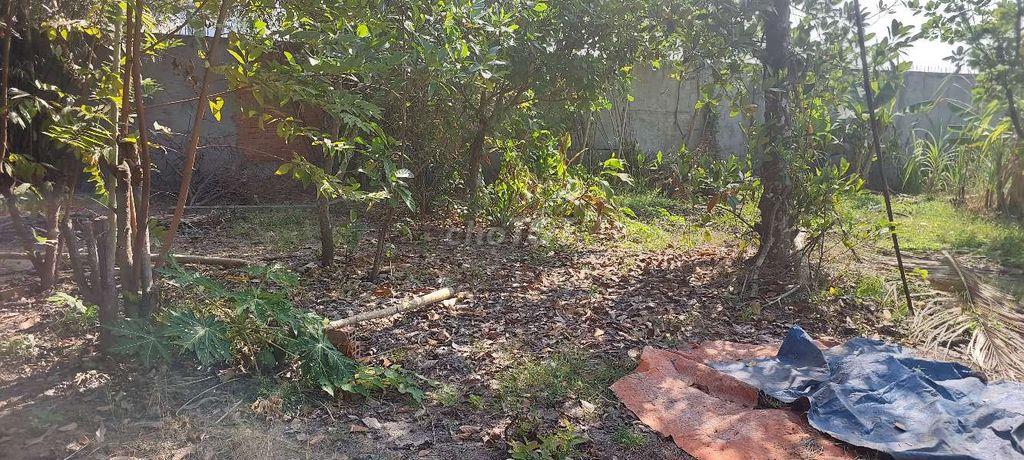 📢🎉CHO THUÊ ĐẤT DTSD : 2300M2 TẠI XÃ MỸ HẠNH BẮC - ĐỨC HÒA - LONG AN