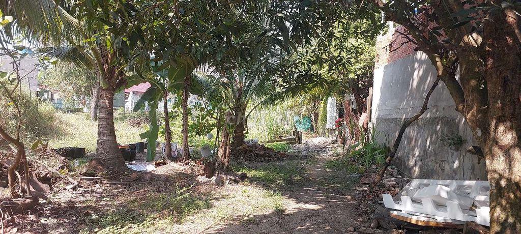 📢🎉CHO THUÊ ĐẤT DTSD : 2300M2 TẠI XÃ MỸ HẠNH BẮC - ĐỨC HÒA - LONG AN
