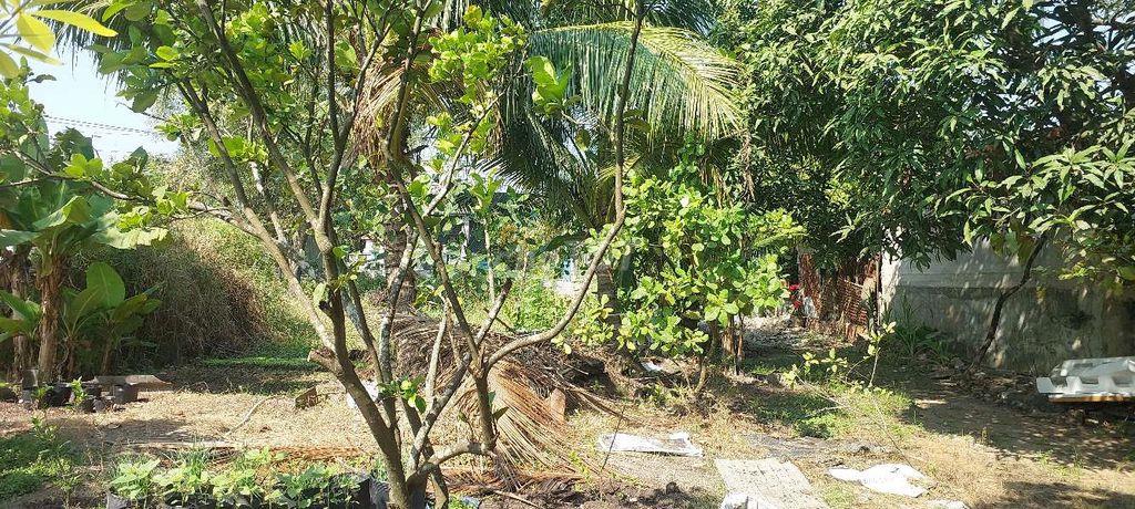 📢🎉CHO THUÊ ĐẤT DTSD : 2300M2 TẠI XÃ MỸ HẠNH BẮC - ĐỨC HÒA - LONG AN
