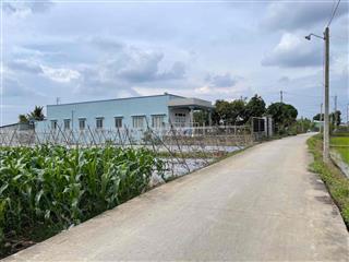 Đất thổ 5.5x20m chi 385tr Bình Lãng, Tân Trụ, Long An