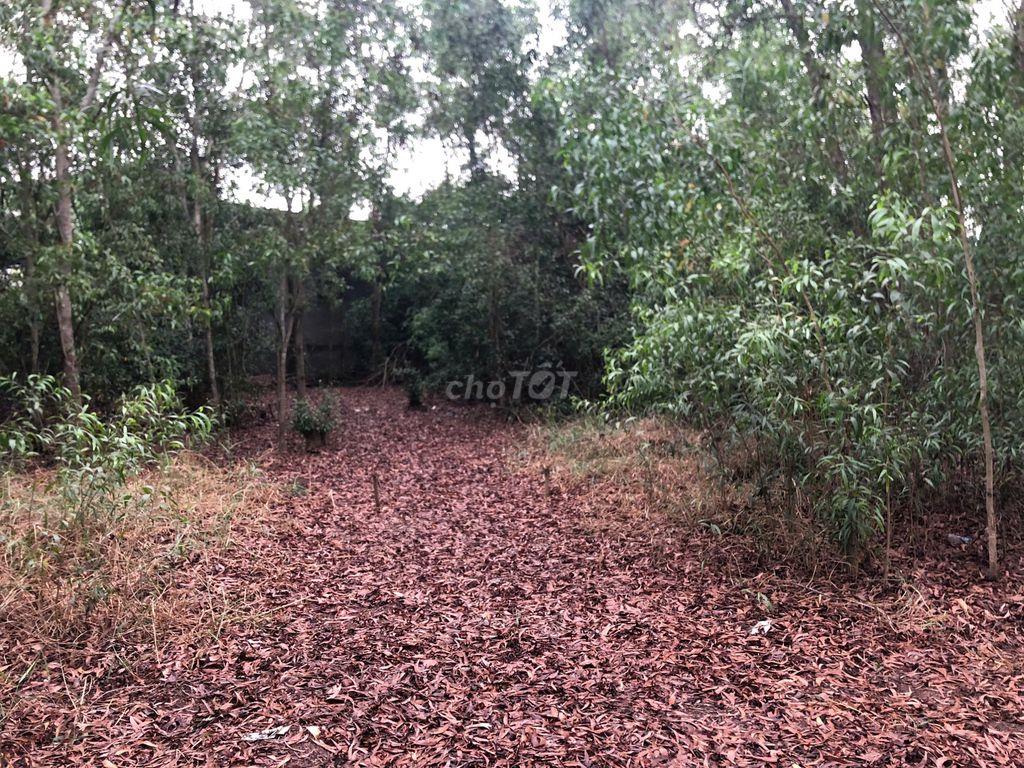 Bán đất tại tân thạnh long an