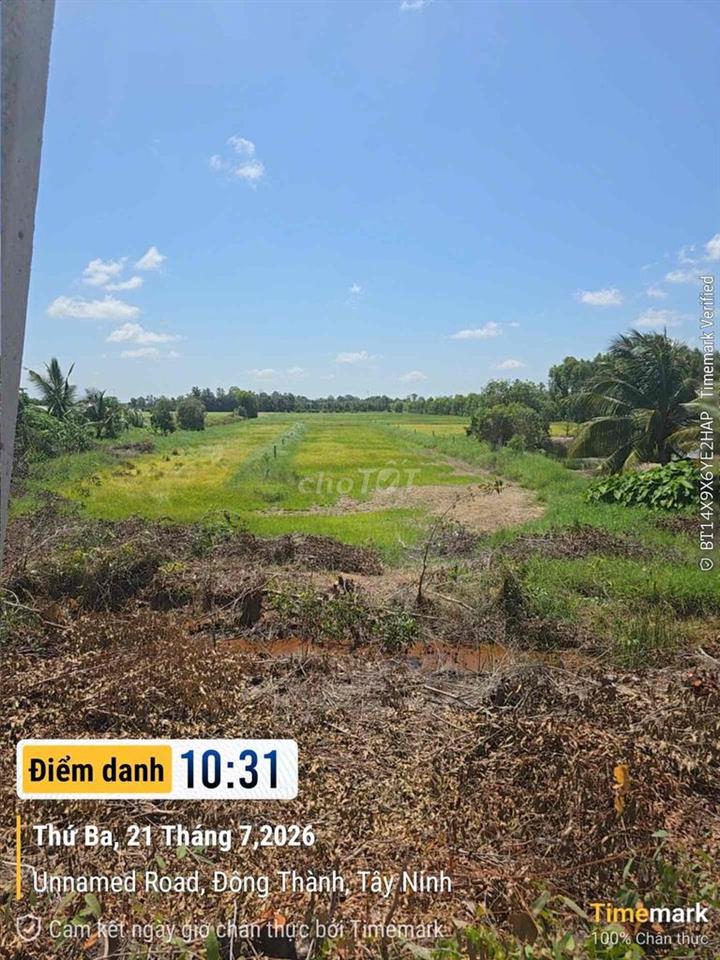 cần Thanh Lý Đất