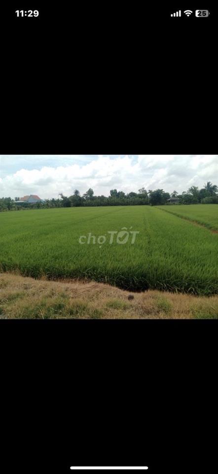 BÁN ĐẤT NÔNG NGHIỆP