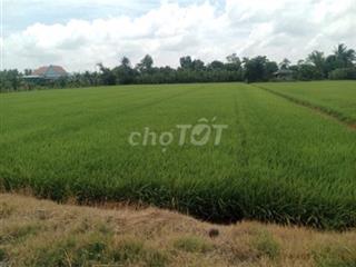 BÁN ĐẤT NÔNG NGHIỆP