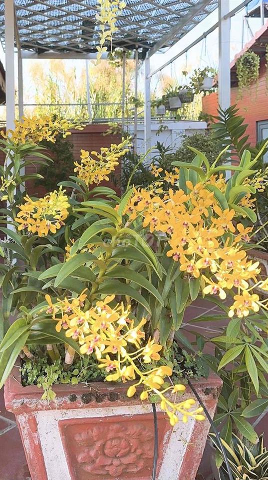 Cần bán gấp căn nhà gỗ sân vườn