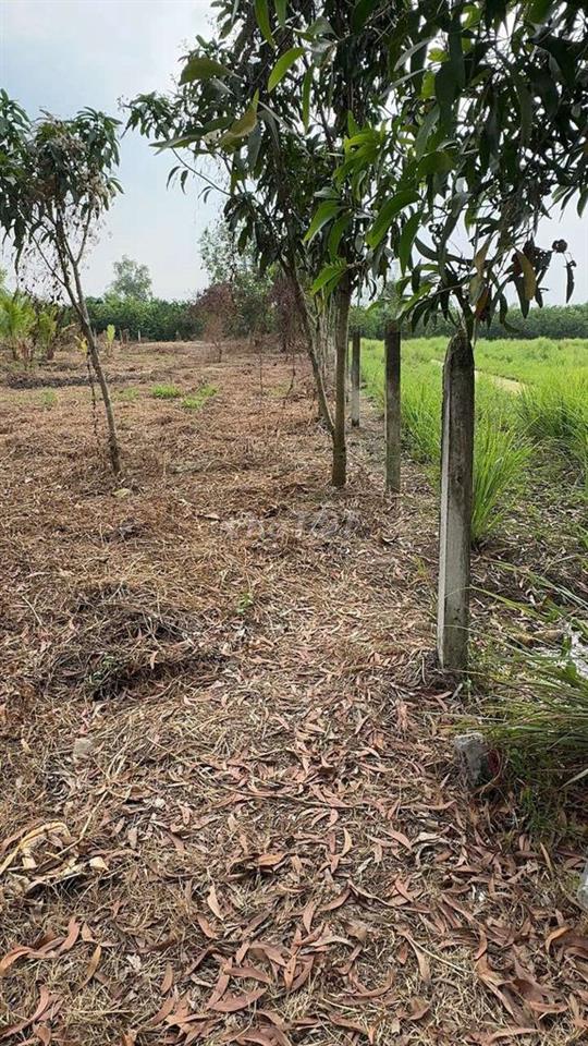 Bán đất vườn, sổ hồng riêng