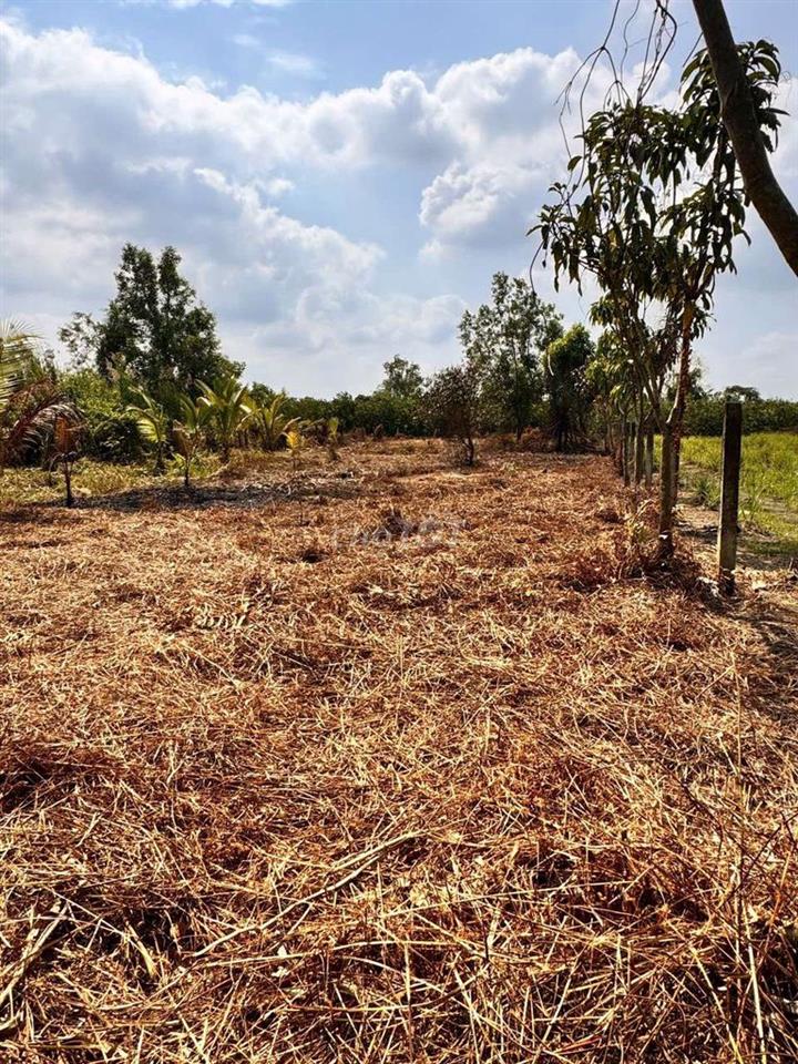 Bán đất vườn, sổ hồng riêng