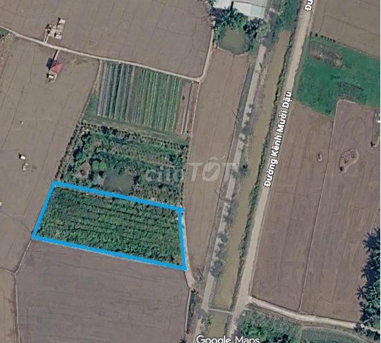 Bán đất lúa khu Nhơn Thạnh Trung-Tân An, ô tô vào tới đất, thông DT833