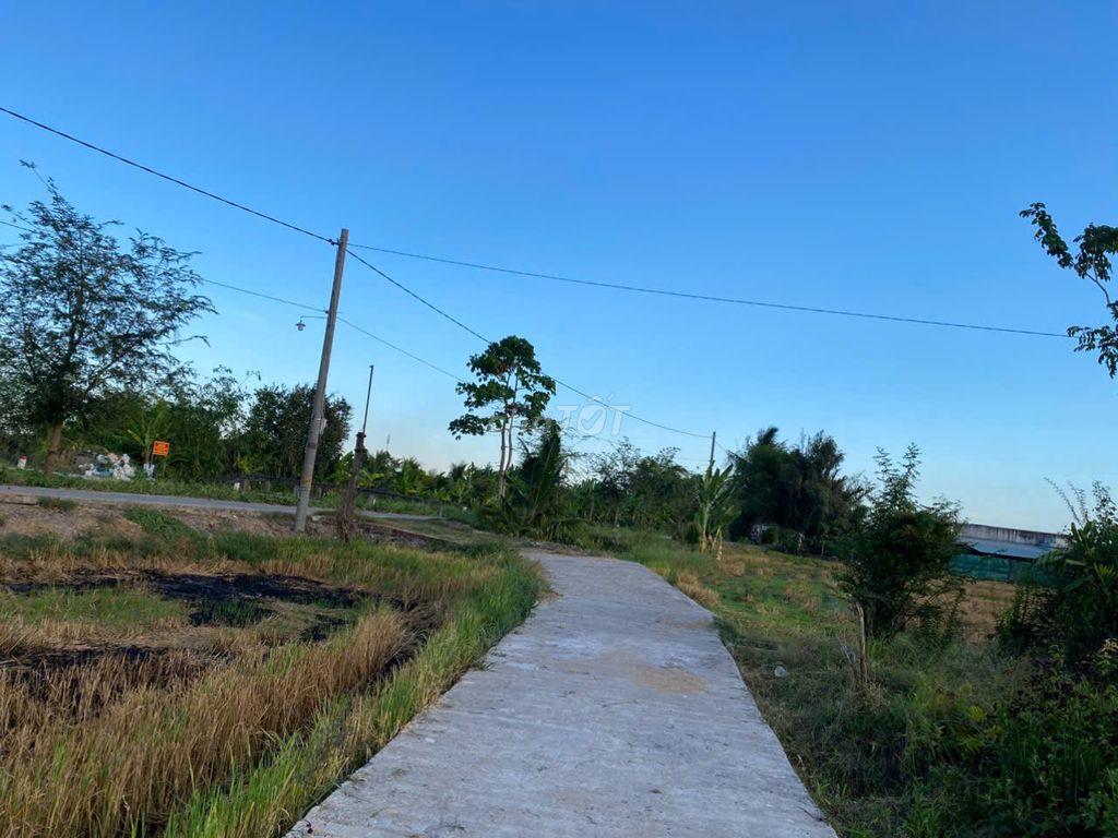 Bán đất lúa khu Nhơn Thạnh Trung-Tân An, ô tô vào tới đất, thông DT833