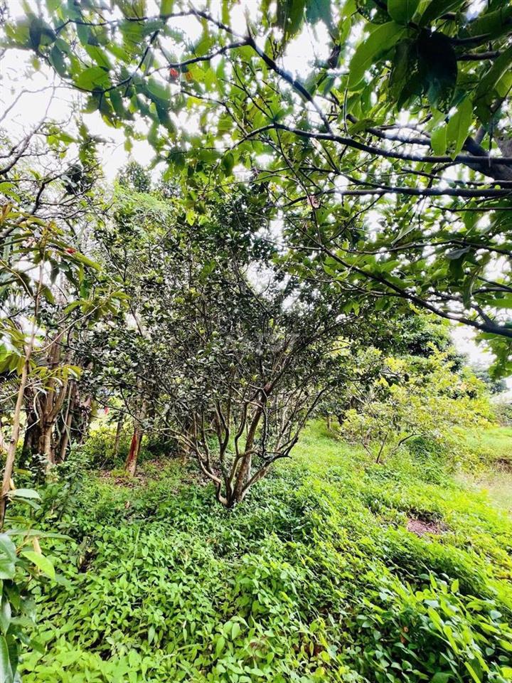 Bán đất mặt tiền Đường Mỹ Hạnh, Long An