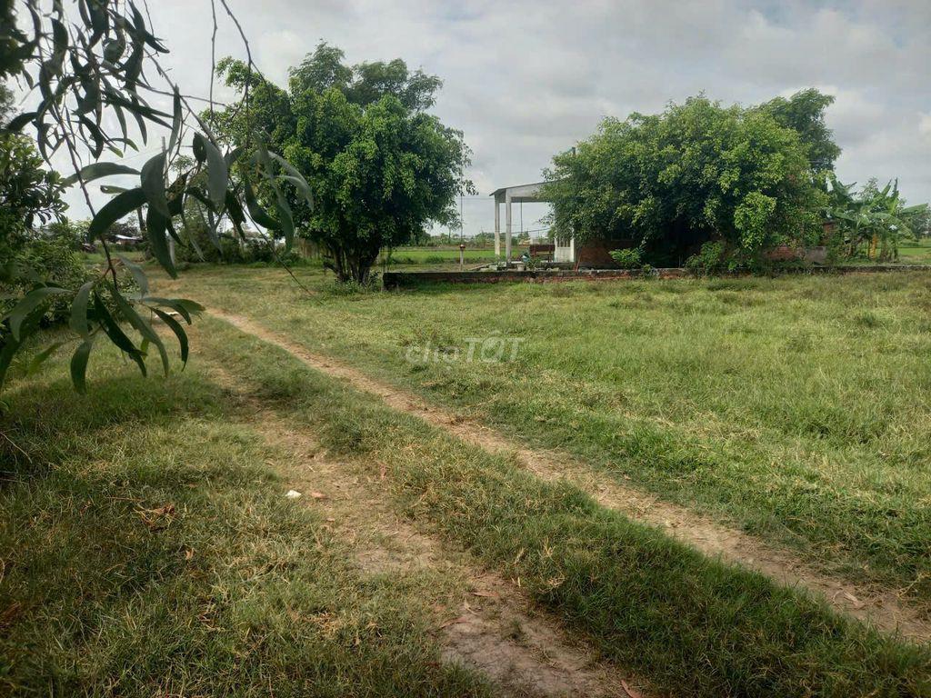 Bán đất thổ cư ở Bàu Sen, Đức Lập Hạ, Đức Hoà,  Long An