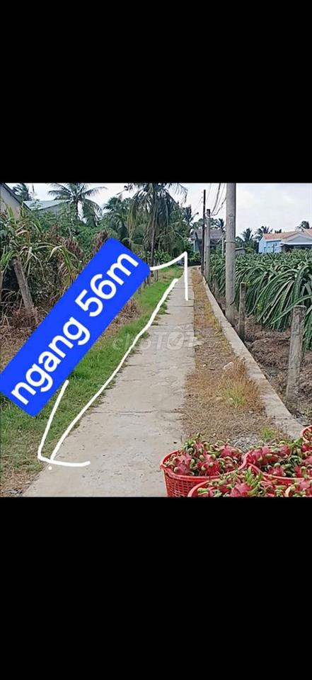 800m2 thổ cư( 56mx15m) có 102 Châu Thành Long An cũ 1.8 tỷ, phân 7 nền