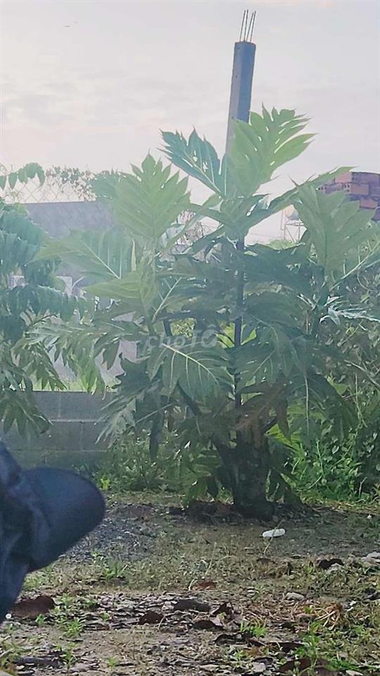 Đất có nhà đức hòa thượng long an