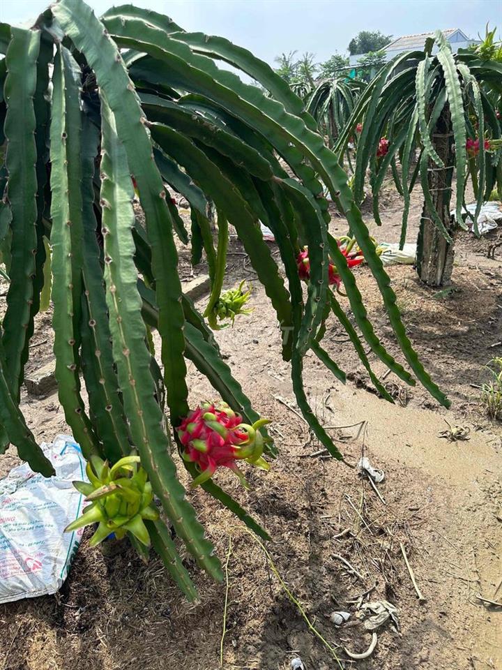 Cần bán đất trồng cây, cao ráo có thể làm nhà vườn.
