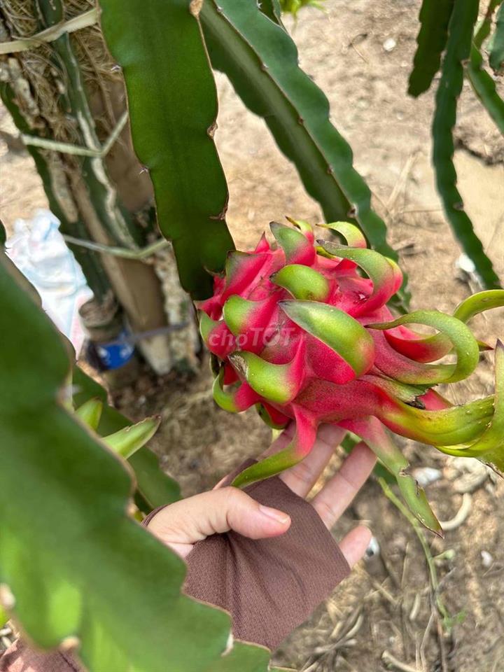 Cần bán đất trồng cây, cao ráo có thể làm nhà vườn.