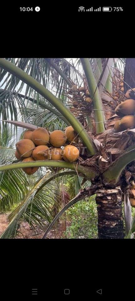 đất đang trồng 1 số dừa an trái