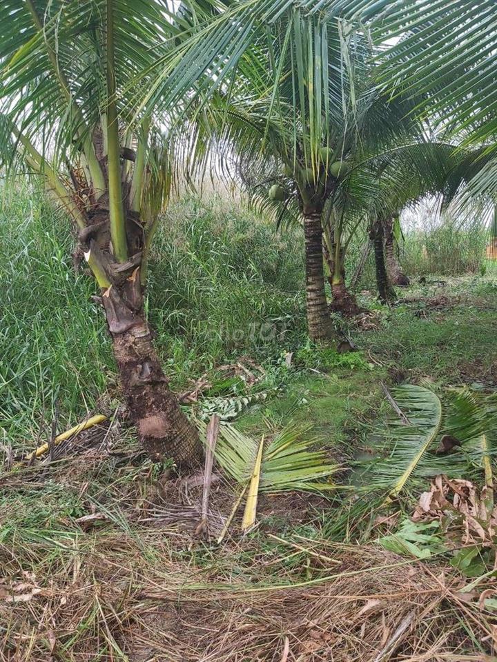 đất đang trồng 1 số dừa an trái