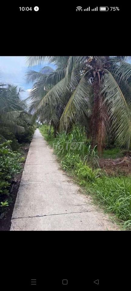đất đang trồng 1 số dừa an trái