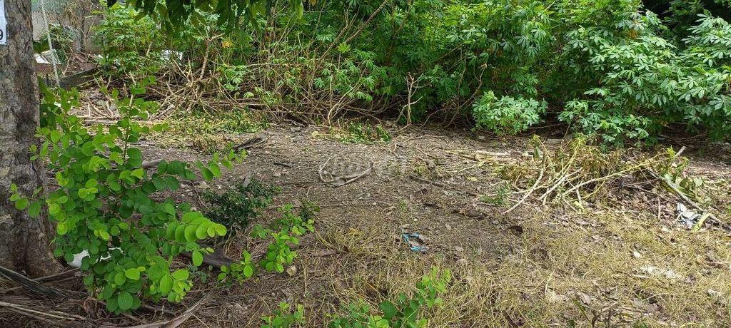 đất đang trồng 1 số dừa an trái