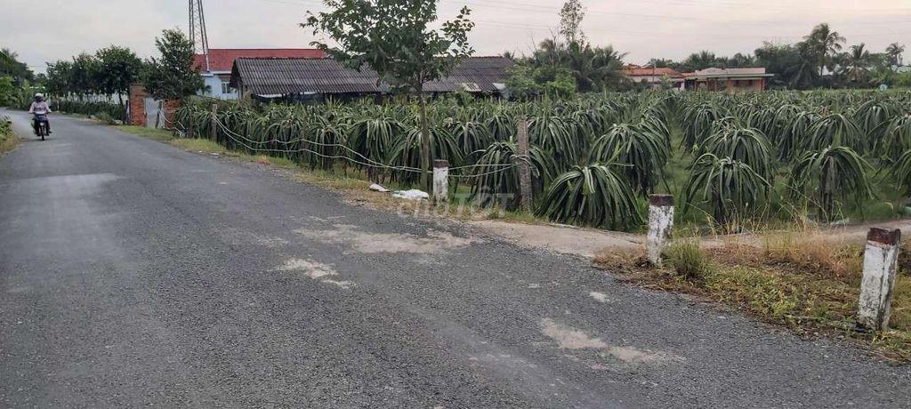 đất đang trồng 1 số dừa an trái