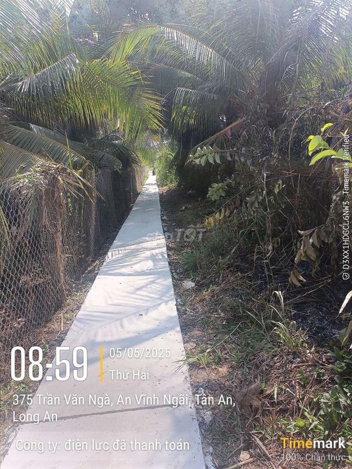 đất đang trồng 1 số dừa an trái