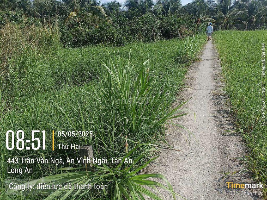 đất đang trồng 1 số dừa an trái