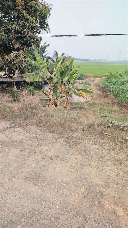 Bán Đất Thổ Cư 6000m2 + 38000m2 ruộng lúa