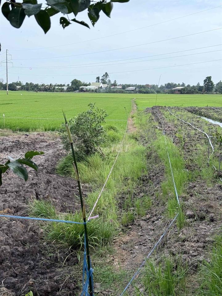 Cần Bán Đất Full Thổ Cư Tại Xã Tân Thạnh