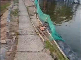 4 công đất đang nuôi tôm cá