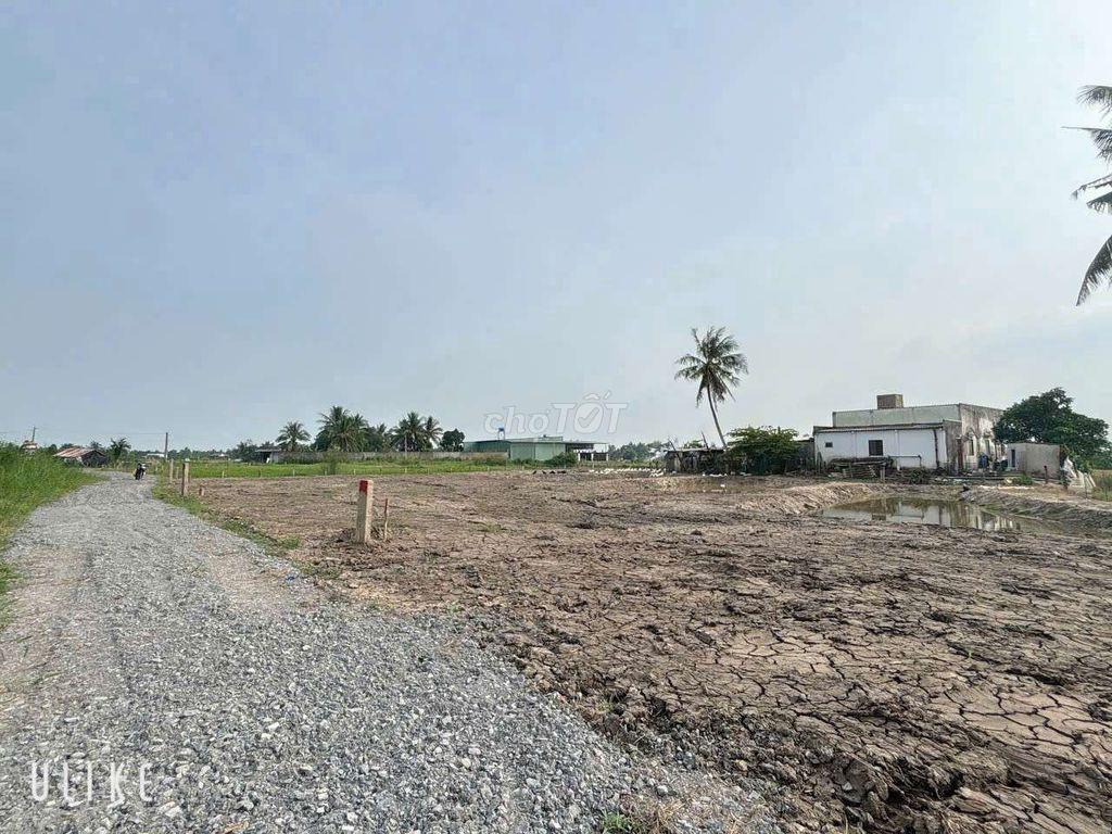 Đất trồng cây Tân Trụ Long An