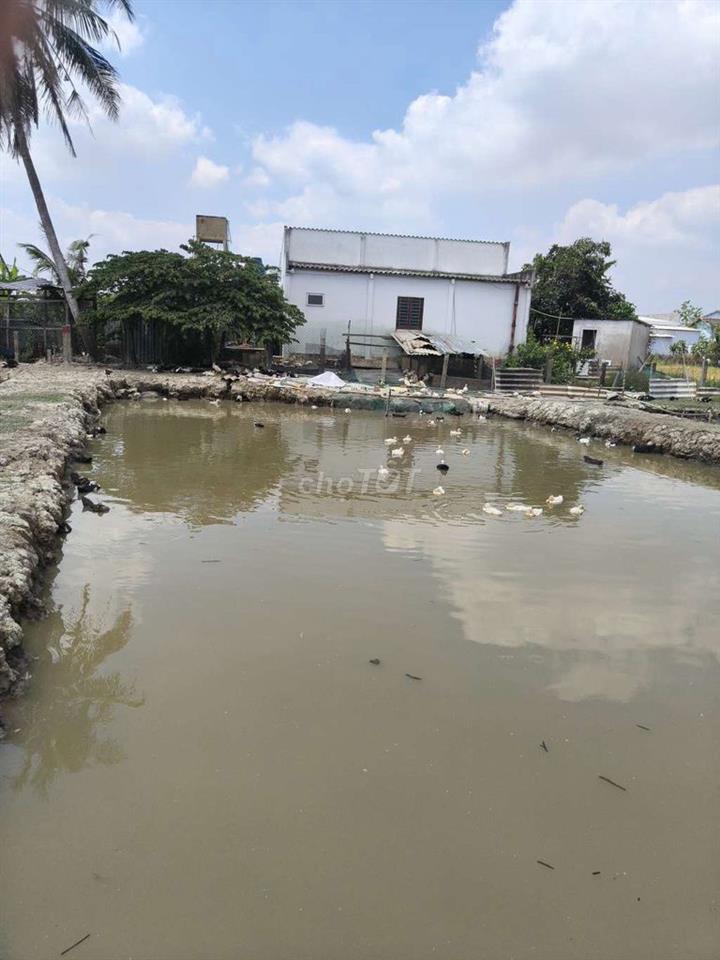 Đất trồng cây Tân Trụ Long An